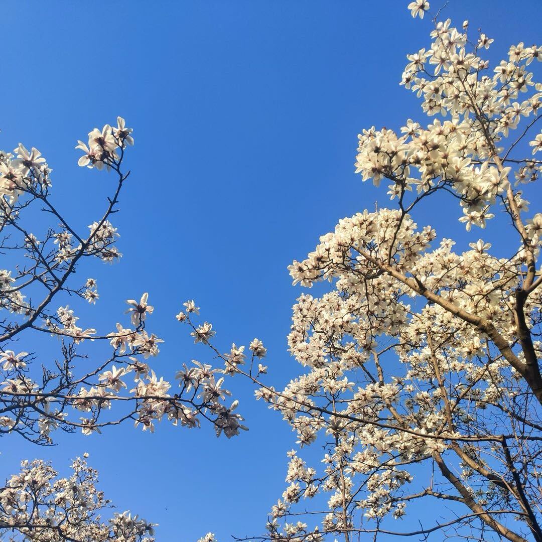 Magnolia
